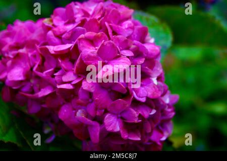 Cespuglio di fiori rosa brillante su sfondo verde Foto Stock