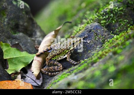 Black-spotted Rock Frog (Staurois natator), Parco Nazionale Khao Sok, Thailandia Foto Stock