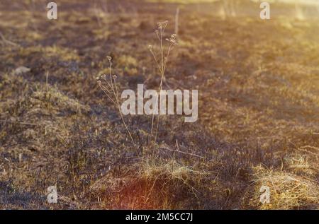 Concetto ecologico. Tra l'erba bruciata, l'erba secca ondola nel vento. Foto Stock