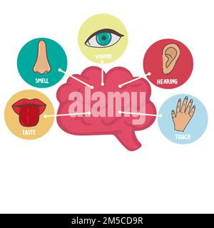 Cinque icone di linea per i sensi umani. Icone di visione, olfatto, udito, tatto, gusto. Organi sensoriali umani. Set di icone per occhio, naso, orecchio e bocca Illustrazione Vettoriale