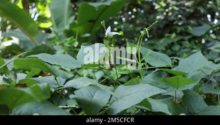 Un baccello immaturo di fagiolo alato e un fiore elevato dalla cima del vitigno di fagiolo alato nel giardino Foto Stock