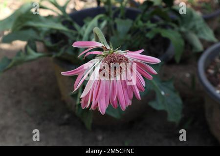 Vista ravvicinata di una testa di fiore rimanente con pochi petali di una varietà rosa Gerbera. Questo fiore è conosciuto come il Babandesiya Foto Stock