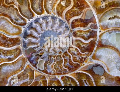 Sfondi e texture: Disegno a spirale multicolore naturale, lastra conchiglia in ammonite pietrificata Foto Stock