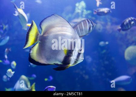 Platax teira, conosciuto anche come batfish teira, batfish longfin, Spadefish longfin, o batfish tondo faccia nuotare all'interno del serbatoio Blue Aquarium. Foto Stock