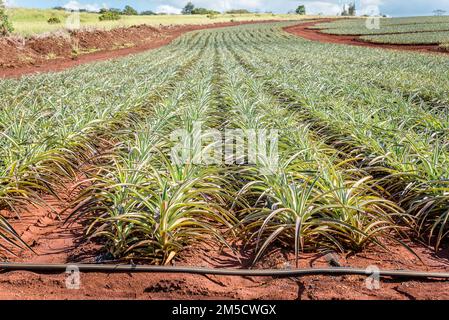 Campi di piantagioni di ananas sulla riva nord di Oahu, Hawaii Foto Stock