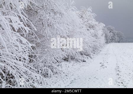 Impressione invernale scura con cespugli ghiacciati e arbusti dietro un campo innevato in inverno Foto Stock