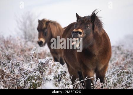 Questo piccolo e comico pony Exmoor (Equus caballus) apre la bocca e mostra la sua toungue e i suoi denti quando si scuote la testa. Preso a Cothelstone Hill, Quantocks, Somerset Ovest Foto Stock