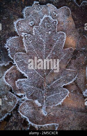 La brina mette in evidenza l'esterno della foglia di quercia inglese caduta (Quercus rober) sul terreno a Cothelstone Hill, Quantocks, Somerset Foto Stock