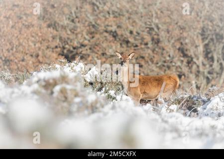 Sui Quantocks nel Somerset occidentale questo cervo rosso femminile (Cervus elaphus) fissa mentre cammina attraverso la gola innevata sulla brughiera Foto Stock