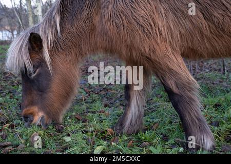 Cavallo islandese marrone o islandese pascolo in un prato arido con un sacco di foglie autunnali Foto Stock