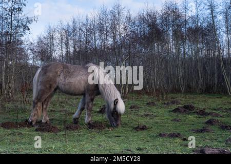 Il cavallo islandese o l'islandese pascolano in un prato arido pieno di colline molestie in inverno Foto Stock