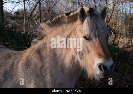 Quarti anteriori di un cavallo di fiordo o di un cavallo norvegese di fiordo in una foresta soleggiata in inverno Foto Stock
