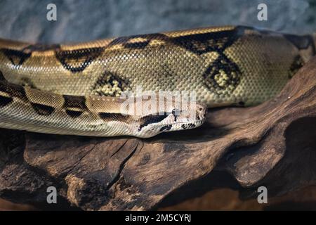 La testa e il corpo di un costrittore di Boa in un carro armato allo zoo di Tropiquaria nel Somerset Foto Stock