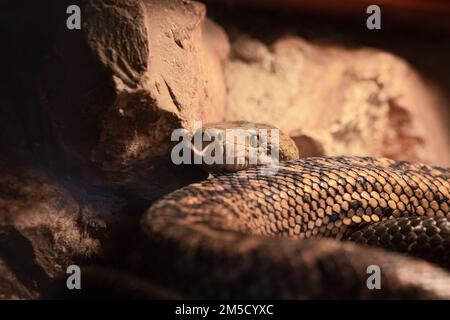 La testa e la lingua tremolante di un boa giamaicano (Chilabotrhus subflavus) in un serbatoio appositamente costruito a Tropiquaria nel Somerset occidentale Foto Stock