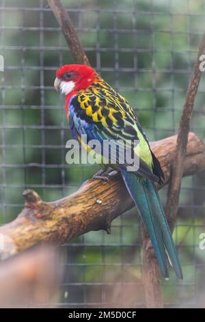 Il rosella orientale (Platycercus eximius), dai colori vivaci, si trova su un persico nella sua gabbia presso lo zoo di Tropiquaria vicino a Watchet, Somerset occidentale Foto Stock