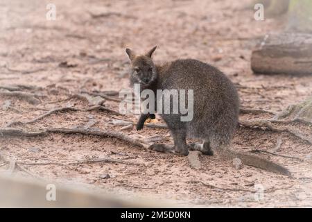Nel recinto wallaby uno dei wallaby residenti dal collo rosso (Macropus rufogriseus) presso lo zoo di Tropiquaria vicino a Watchet nel Somerset occidentale Foto Stock