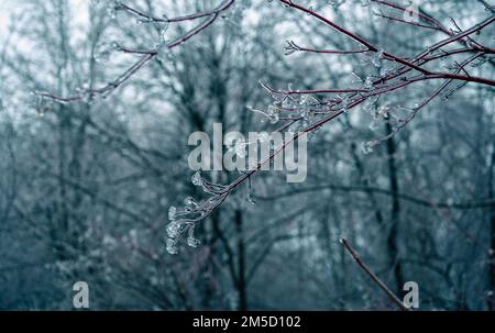 Inverno gelido pioggia. Ciclicini su ramoscello formato da pioggia gelante. Primo piano di ciclicoli appesi al ramo ricoperto di ghiaccio dalla tempesta di ghiaccio invernale. Inverno ghiacciato Foto Stock
