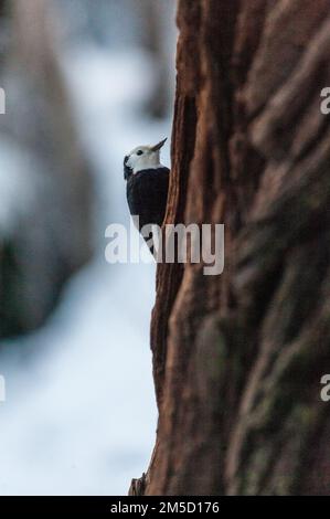 Primo piano di un picchio dalla testa bianca seduto su un tronco d'albero nella valle dello Yosemite. Parco nazionale di Yosemite, California. Foto Stock