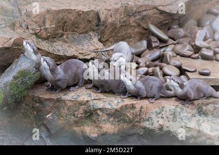 I genitori e quattro cuccioli della famiglia asiatica delle lontre corte (Aonyx cinereus) dello zoo di Tropiquaria si trovano nel loro recinto fissando un passante Foto Stock