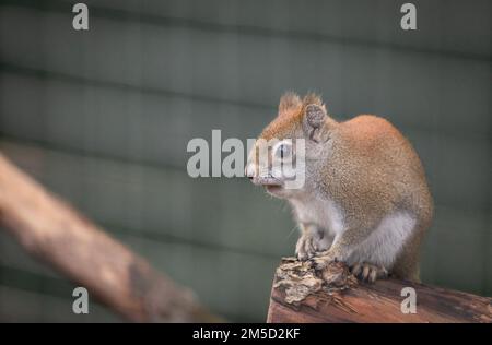 Primo piano scoiattolo rosso americano (Tamiasciurus hudsonicus) seduto su un ramo nel suo recinto a Tropiquaria zoo, Watchet, Somerset occidentale Foto Stock