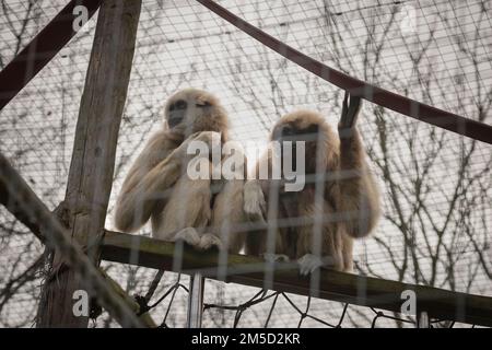 Allo zoo di Tropiquaria, West Somerset, un paio di gibboni bianchi (Hylobates lar) siedono su una mensola nel loro grande recinto Foto Stock