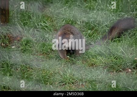 Un lemuro marrone dalla facciata bianca (Eulemur albifrons) fissa fuori dalla gabbia dove vive allo zoo di Tropiquaria nel Somerset Foto Stock