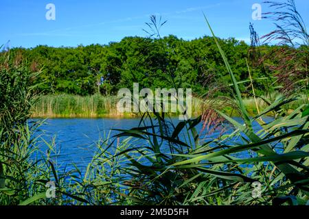 Paesaggio fluviale del meandro fiume Peene nella valle di Peene vicino Randow, città anseatica di Demmin, Meclemburgo-Pomerania occidentale, Germania. Foto Stock