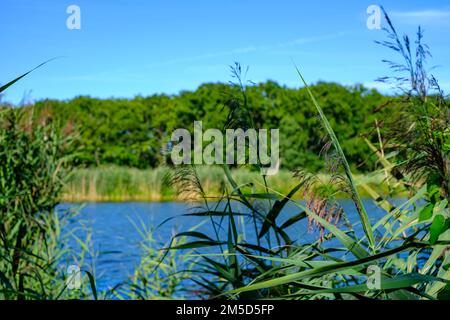 Paesaggio fluviale del meandro fiume Peene nella valle di Peene vicino Randow, città anseatica di Demmin, Meclemburgo-Pomerania occidentale, Germania. Foto Stock