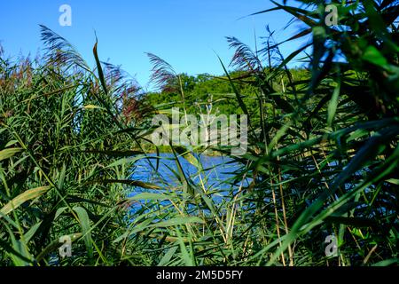 Paesaggio fluviale del meandro fiume Peene nella valle di Peene vicino Randow, città anseatica di Demmin, Meclemburgo-Pomerania occidentale, Germania. Foto Stock