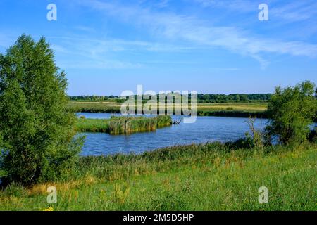 Paesaggio fluviale del meandro fiume Peene nella valle di Peene vicino Randow, città anseatica di Demmin, Meclemburgo-Pomerania occidentale, Germania. Foto Stock