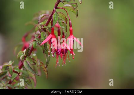 Un primo piano di Fuchsia magellanica, comunemente noto come il colibrì fucsia. Foto Stock