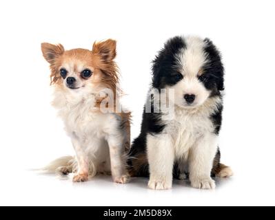 Miniatura American Shepherd e chihuahua di fronte a sfondo bianco Foto Stock
