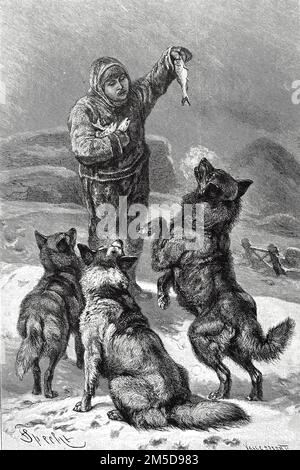 Hund, Eskimohund, Schlittenhund / cane, Eskimo cane, cane da slitta, Historisch, ristorante digitale Reproduktion einer Originalvorlage aus dem 19. Jahrhundert, genaues Originalatum nicht bekannt / riproduzione storica, digitale migliorata di un originale del 19th ° secolo Foto Stock