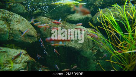 Rainbow shiner, famiglia Leuciscidae. Acquario di pesci d'acqua dolce, pietre e alghe verdi in fondo al fiume. Un grande gruppo di piccoli iridescenti Foto Stock