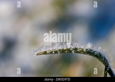 Primo piano di cristalli di ghiaccio su un filo d'erba Foto Stock