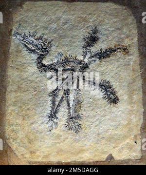 Pterodactylus antiquus.Pterodactylus fossil.genere estinto di pterosauri.solo una singola specie.il primo pterosauro identificava ''rettile volante''.Solnhofen calcare Bavaria Germania.periodo Giurassico superiore 150,8 - 148,5 milioni di anni fa.sottile membrana o patagium era allungata tra le sue ossa lunghe delle dita. Foto Stock