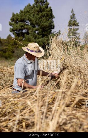 Uomini e donne gettano il mais raccolto sul cerchio di trebbiatura in preparazione per l'inizio della trebbiatura, giorno di trebbiatura, dia de la trilla al Eco Foto Stock