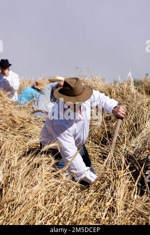 Uomini e donne gettano il mais raccolto sul cerchio di trebbiatura in preparazione per l'inizio della trebbiatura, giorno di trebbiatura, dia de la trilla al Eco Foto Stock