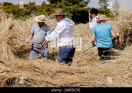 Uomini e donne gettano il mais raccolto sul cerchio di trebbiatura in preparazione per l'inizio della trebbiatura, giorno di trebbiatura, dia de la trilla al Eco Foto Stock