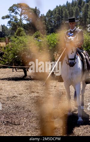 Cavaliere andaluso che offre una mostra di tradizionale cavaliere e spettacolo di danza montato alla musica al giorno di trebbiatura, dia de la trilla al Foto Stock