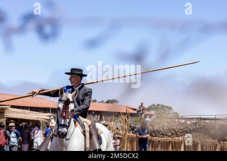 Cavaliere andaluso che offre una mostra di tradizionale cavaliere e spettacolo di danza montato alla musica al giorno di trebbiatura, dia de la trilla al Foto Stock