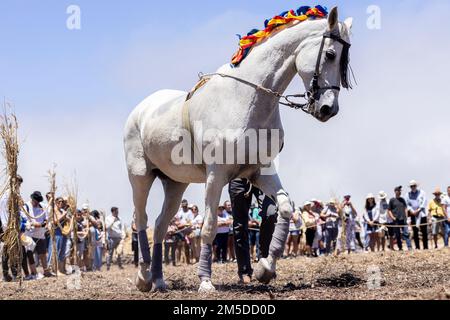 Cavaliere andaluso che offre una mostra di tradizionale cavaliere e spettacolo di danza montato alla musica al giorno di trebbiatura, dia de la trilla al Foto Stock