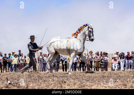 Cavaliere andaluso che offre una mostra di tradizionale cavaliere e spettacolo di danza montato alla musica al giorno di trebbiatura, dia de la trilla al Foto Stock