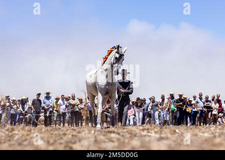 Cavaliere andaluso che offre una mostra di tradizionale cavaliere e spettacolo di danza montato alla musica al giorno di trebbiatura, dia de la trilla al Foto Stock