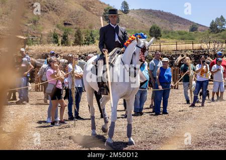 Cavaliere andaluso che offre una mostra di tradizionale cavaliere e spettacolo di danza montato alla musica al giorno di trebbiatura, dia de la trilla al Foto Stock
