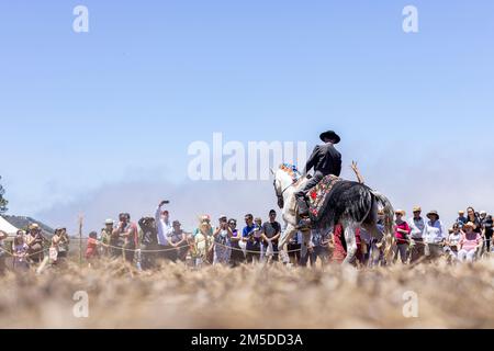 Cavaliere andaluso che offre una mostra di tradizionale cavaliere e spettacolo di danza montato alla musica al giorno di trebbiatura, dia de la trilla al Foto Stock
