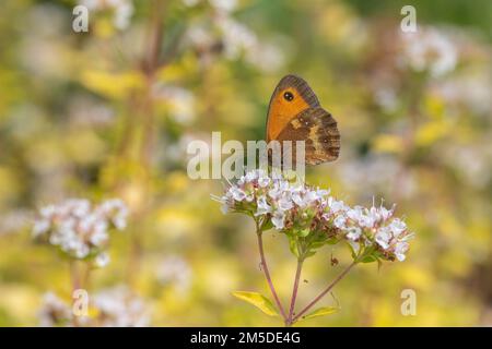 Guardiano/farfalla marrone siepe, (Pyronia tithonus), allevamento di adulti sulla pianta di Marjoram fiorita (Origanum majorana) in giardino, luglio. Foto Stock