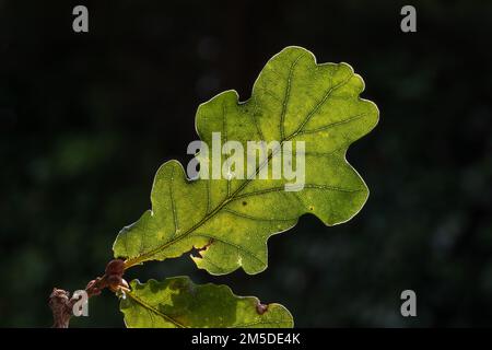 Foglia retroilluminata di quercia inglese, (Quercus robur), West Midlands, Inghilterra, settembre. Foto Stock