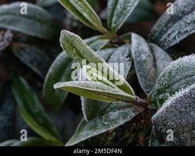 Un primo piano delle punte di tiro di un Hebe coperto di gelo Foto Stock