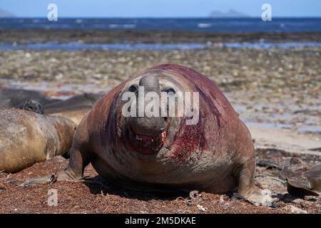 Foca da elefante meridionale (Mirounga leonina) durante la stagione di allevamento sull'isola di carcassa nelle Isole Falkland. Foto Stock